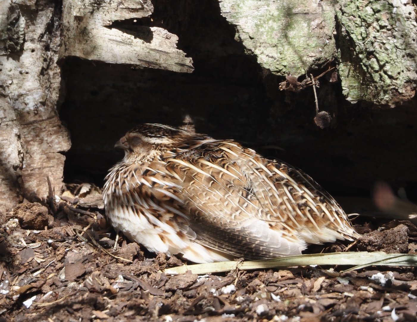 Eurasian quail (Coturnix coturnix coturnix), 2024-05-21