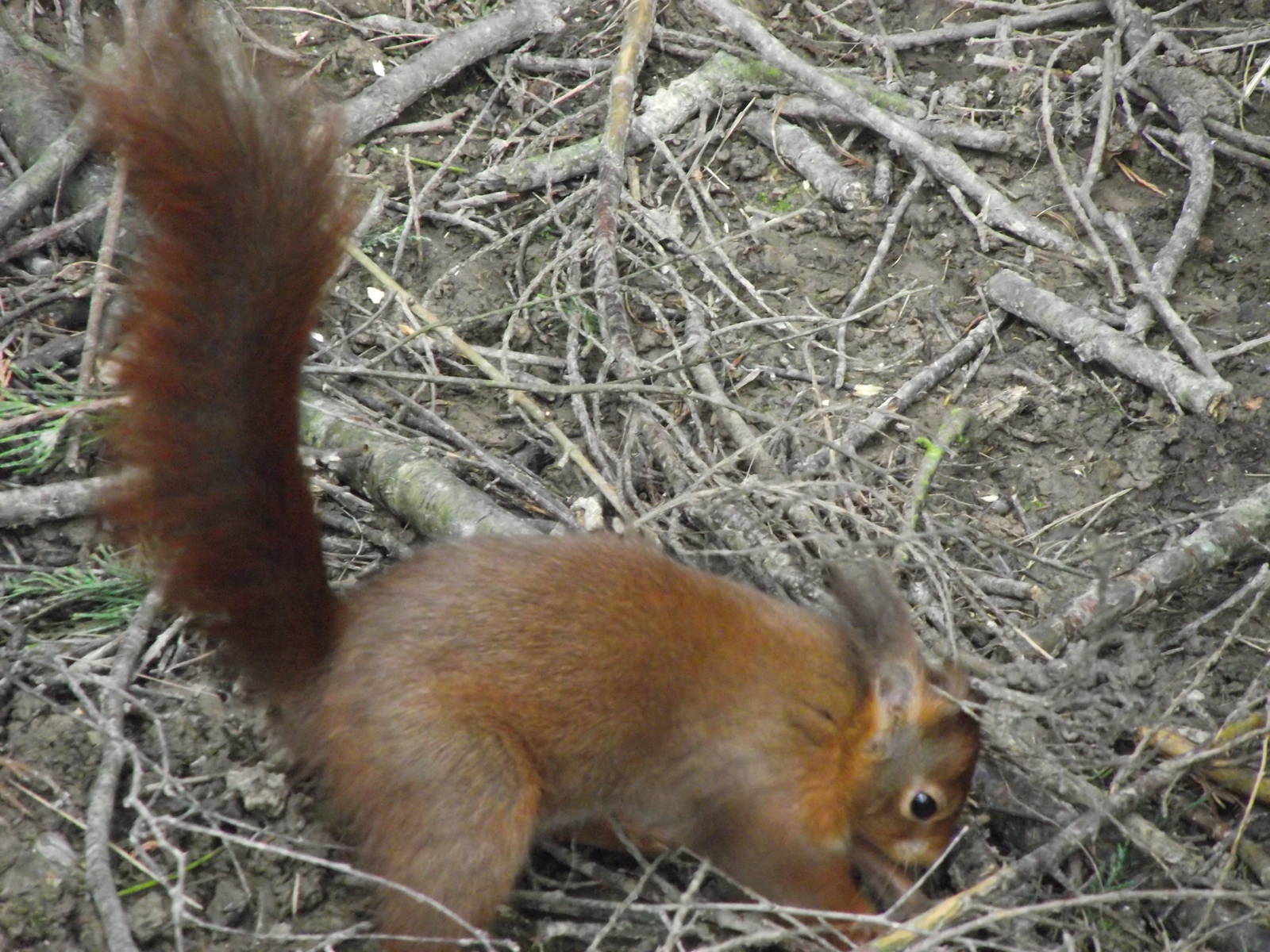 eurasian red squirrel 050311