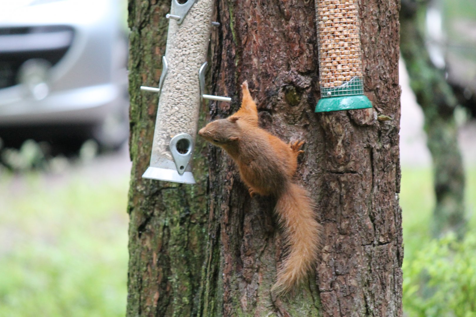 Eurasian Red Squirrel (2011)