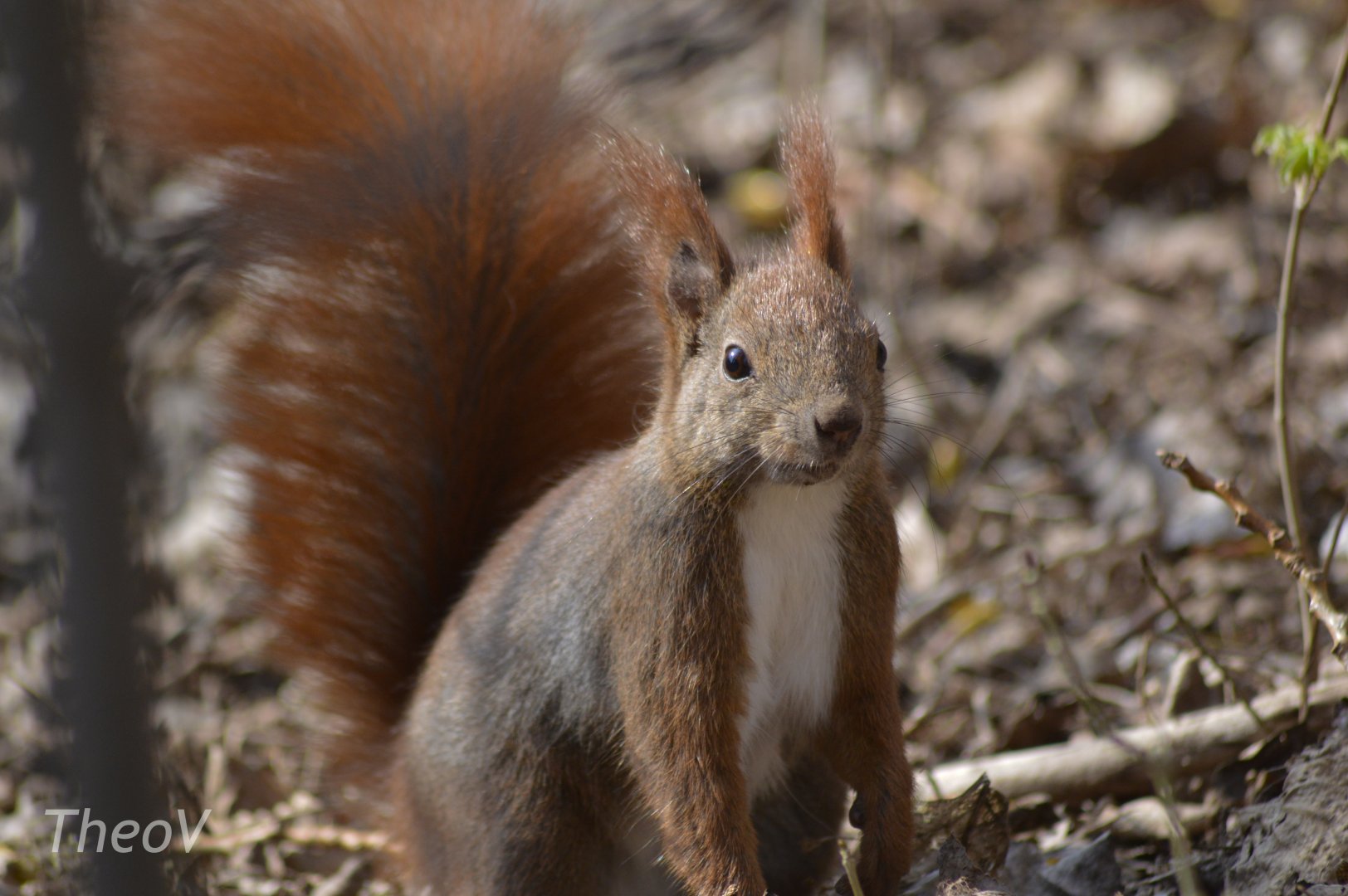 Eurasian red squirrel [2018]