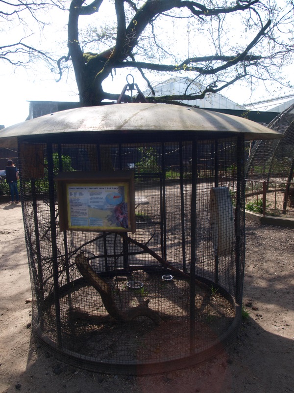 Eurasian red squirrel cage (April 19th, 2015)