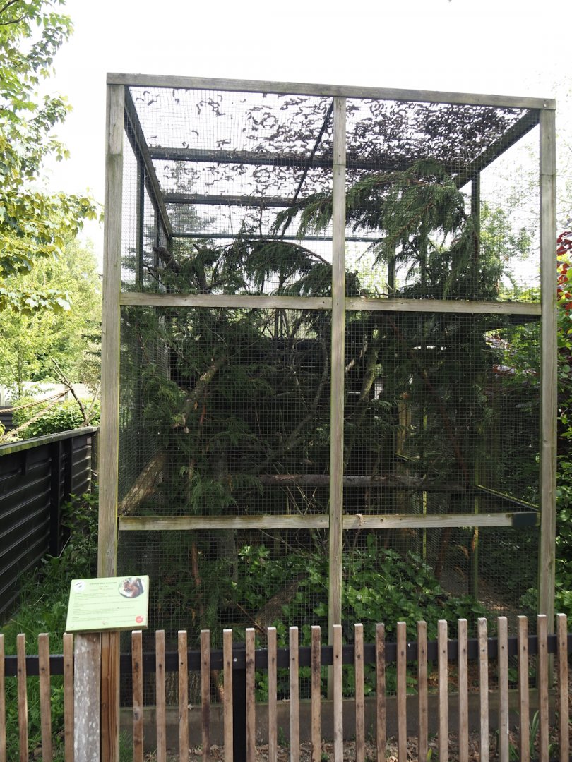 Eurasian red squirrel exhibit, 2024-05-11