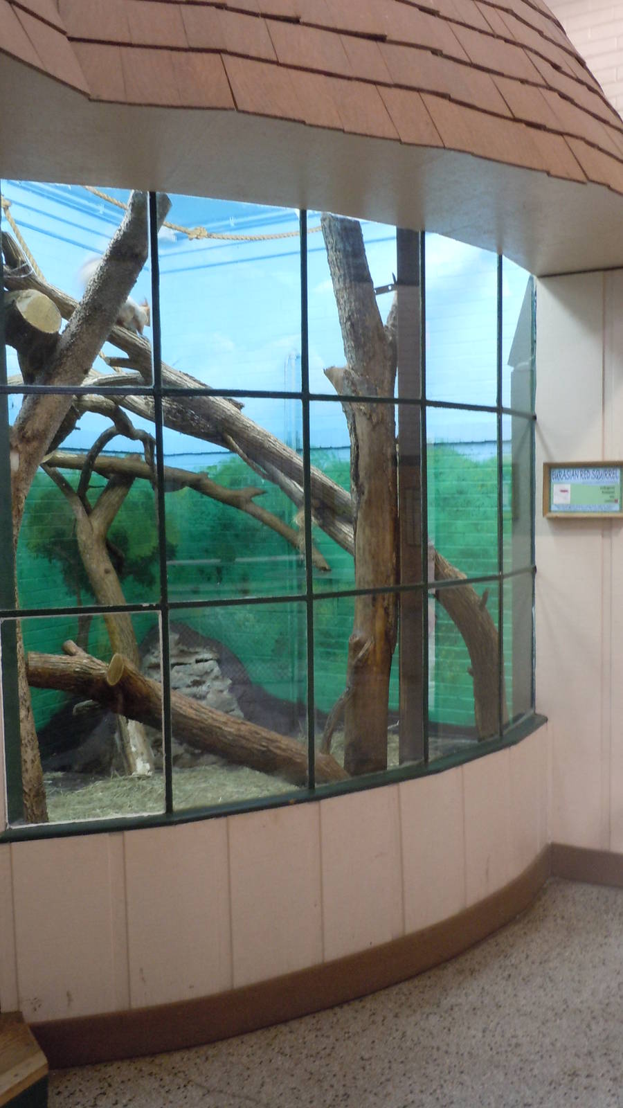 Eurasian Red Squirrel Exhibit