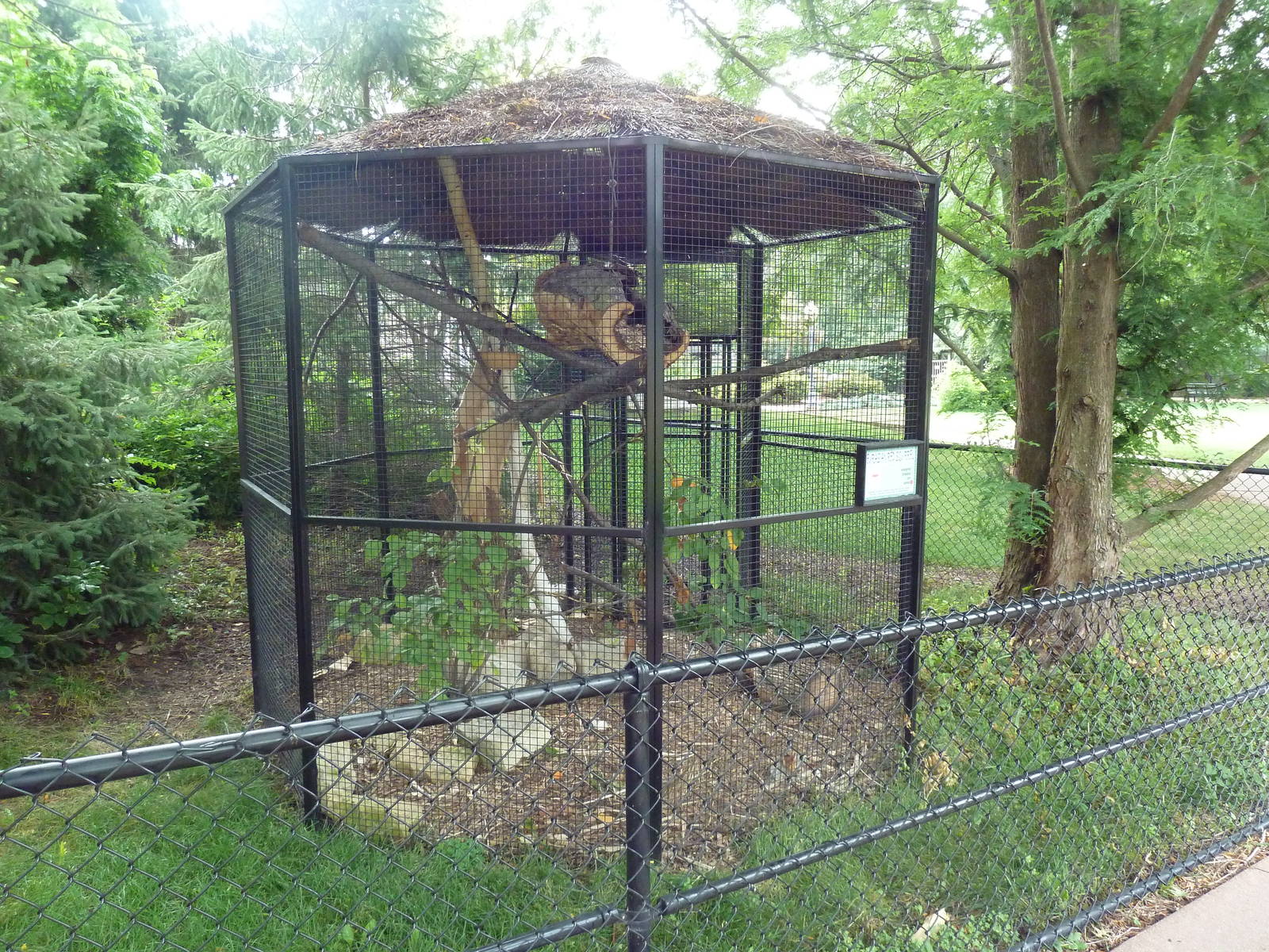Eurasian Red Squirrel Exhibit