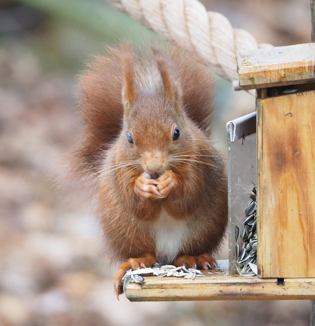 Eurasian red squirrel (Sciurus vulgaris), 2023-02-19