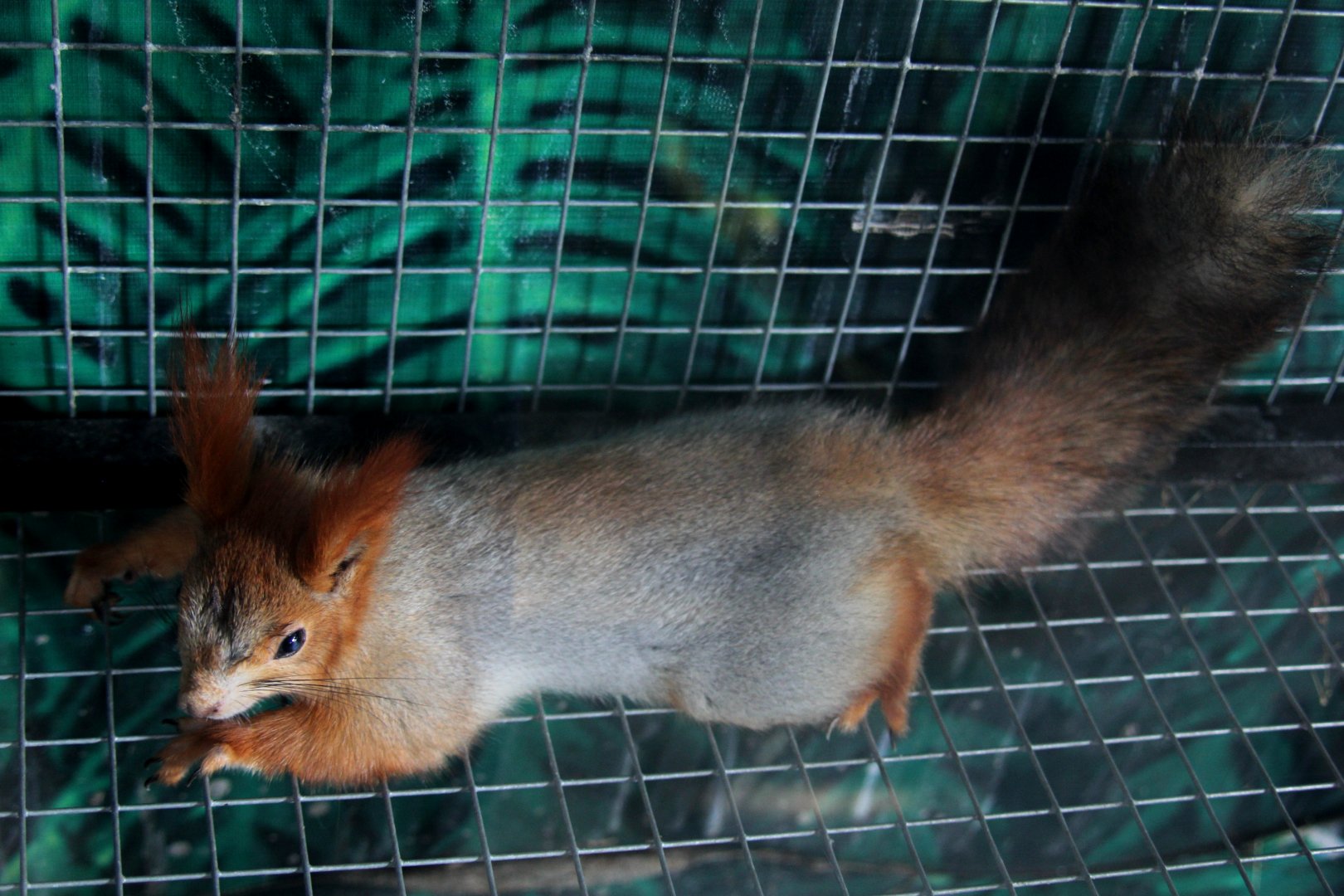 Eurasian red squirrel (Sciurus vulgaris)