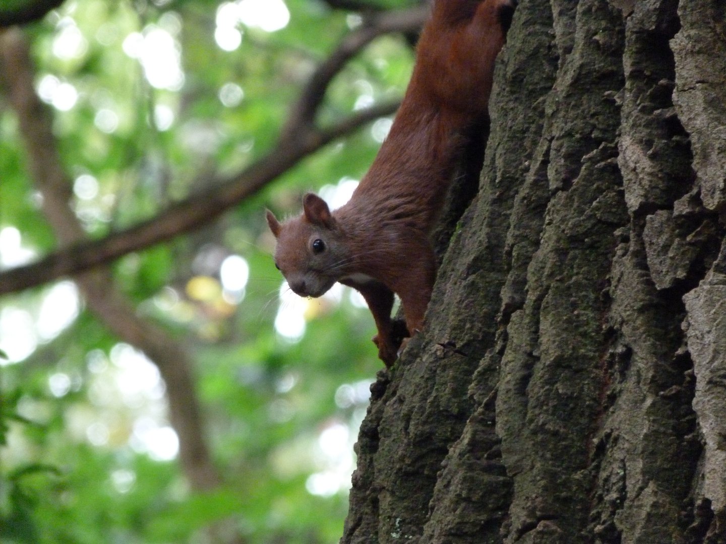 Eurasian red squirrel -Tierpark Berlin (2024)