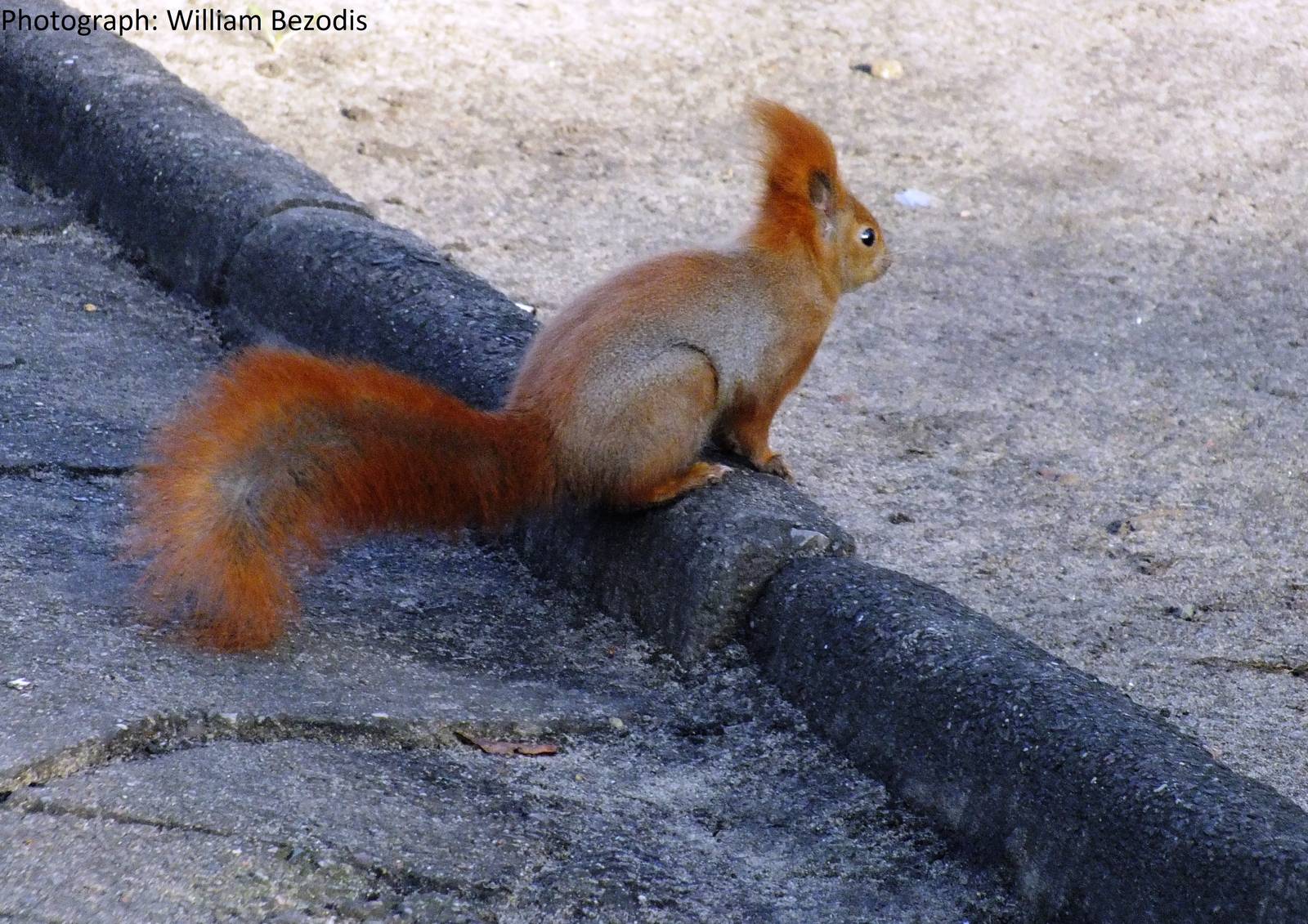 Eurasian Red Squirrel (wild)