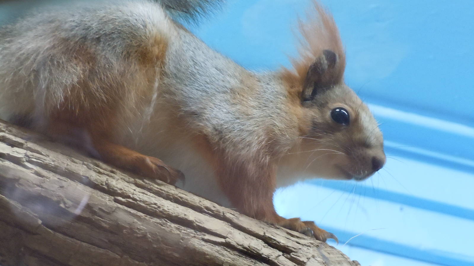 Eurasian Red Squirrel