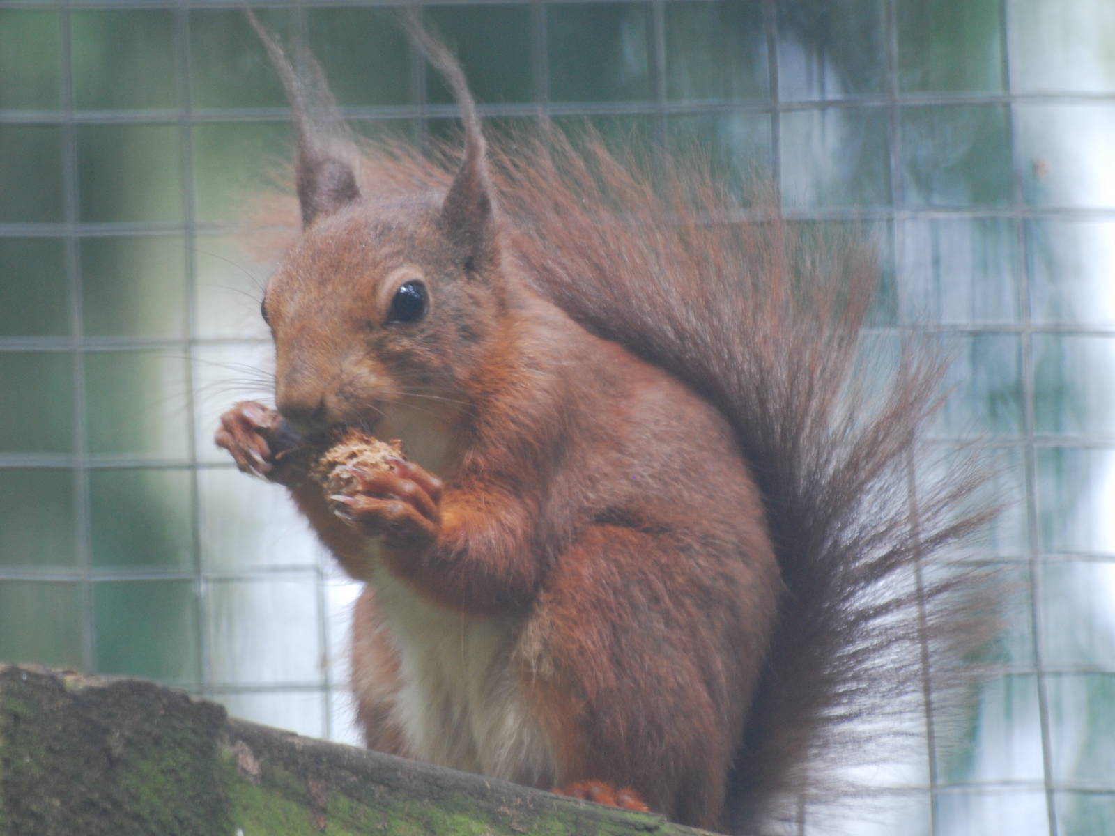 Eurasian red squirrel