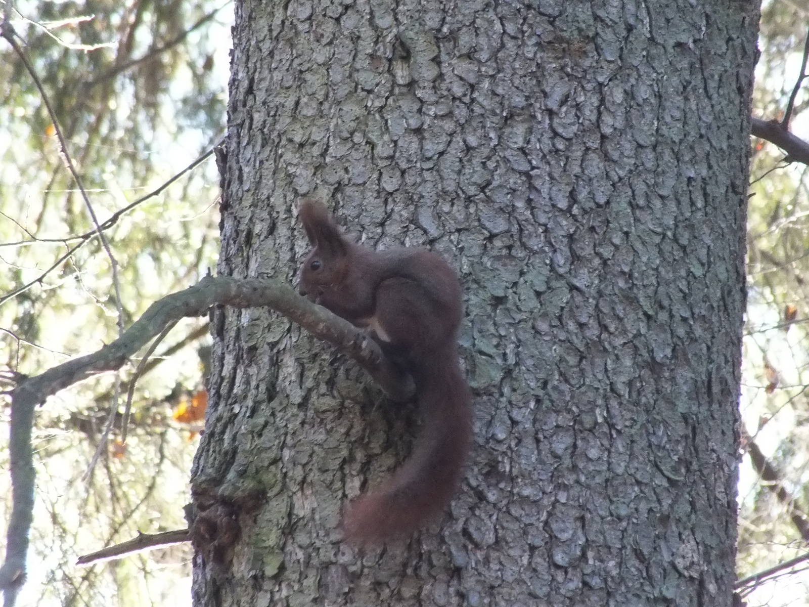 Eurasian red squirrel