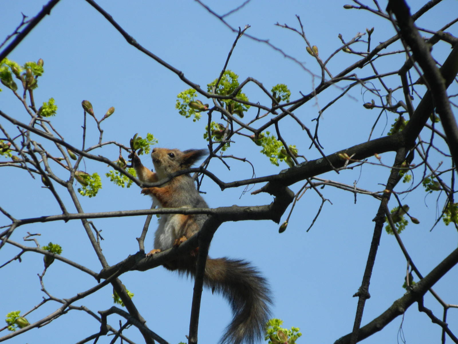 Eurasian red squirrel