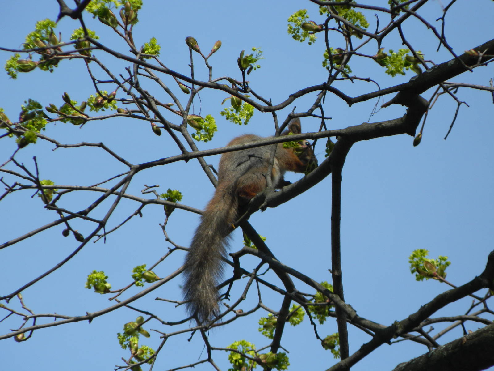 Eurasian red squirrel