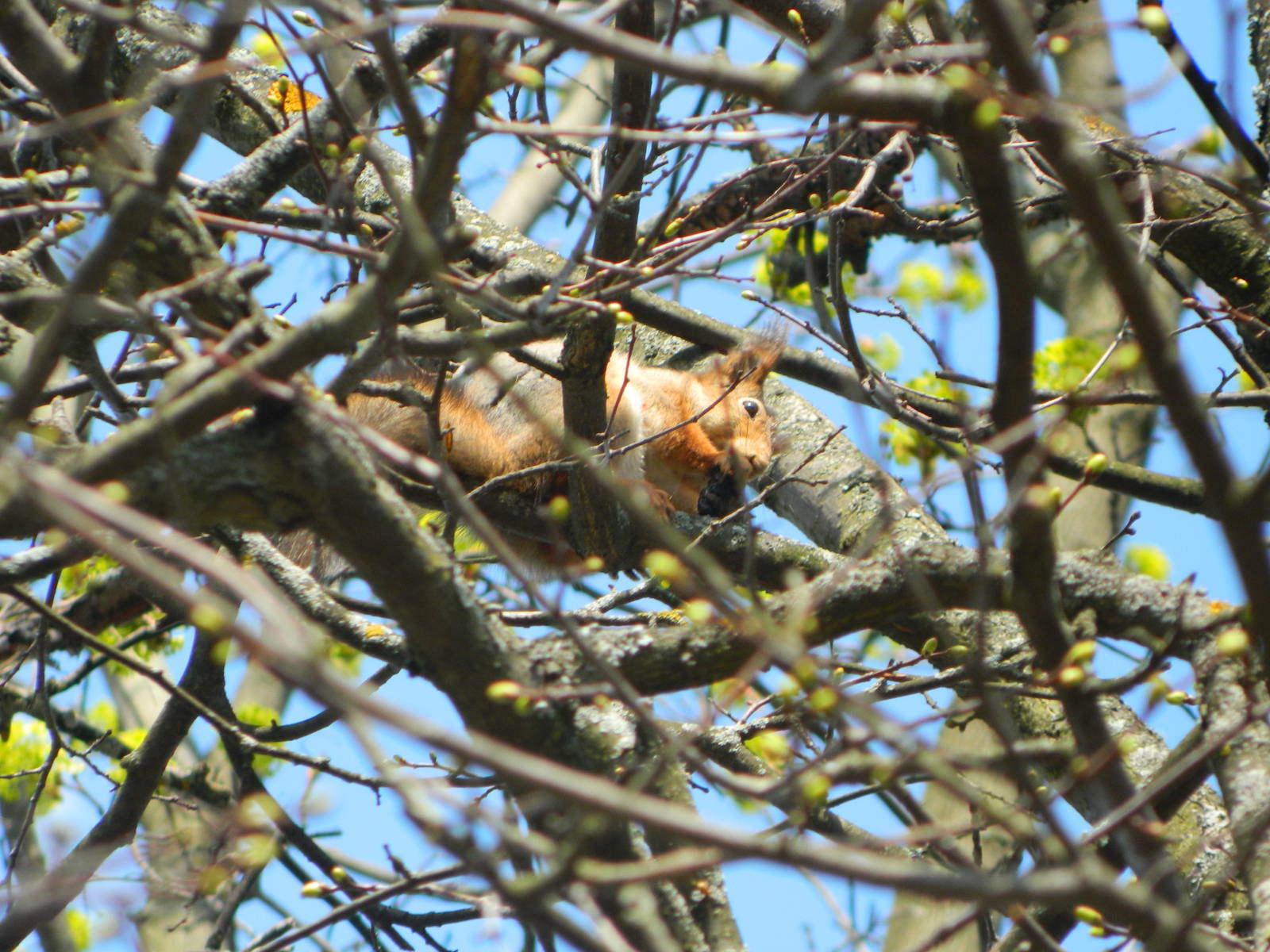 Eurasian red squirrel