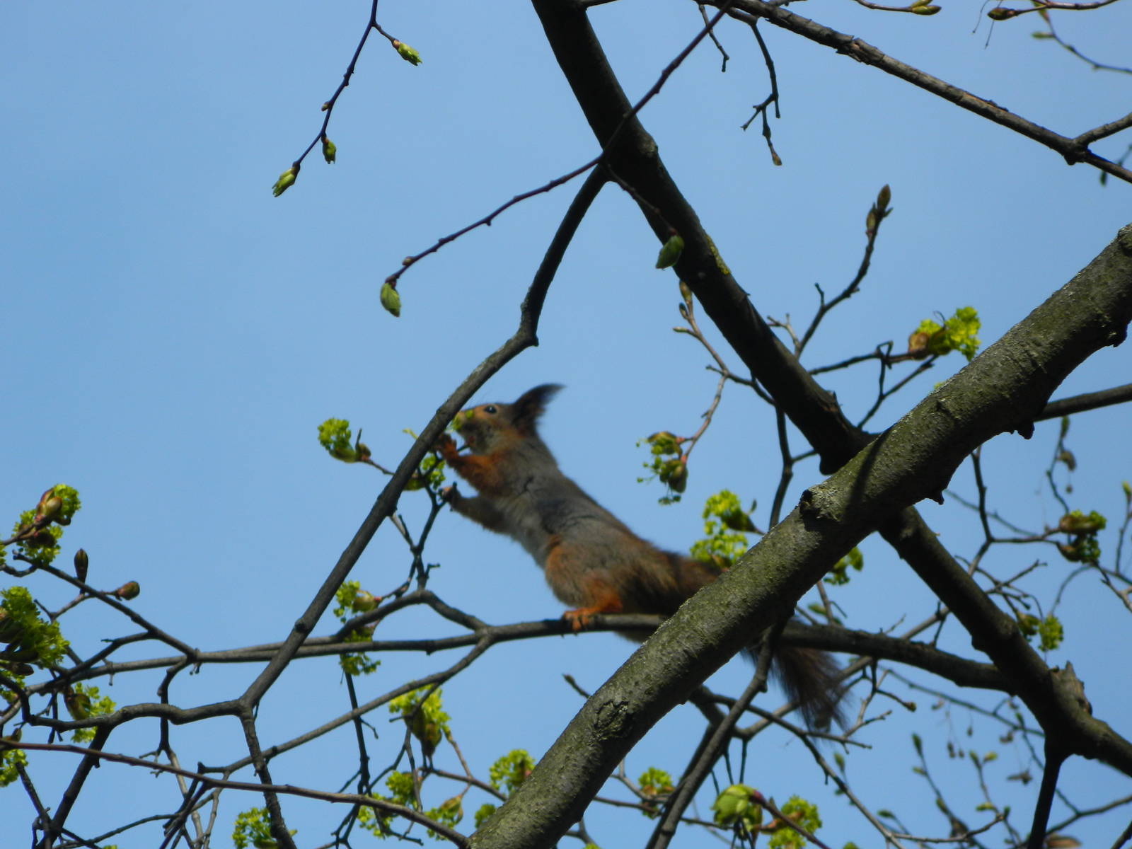 Eurasian red squirrel