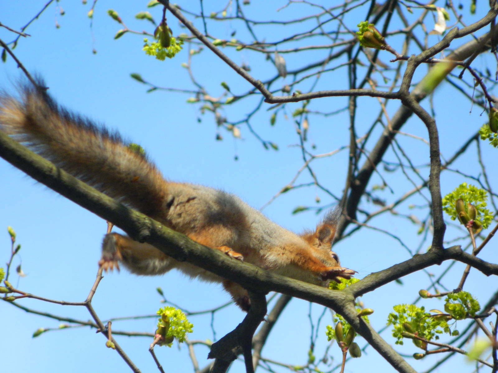 Eurasian red squirrel