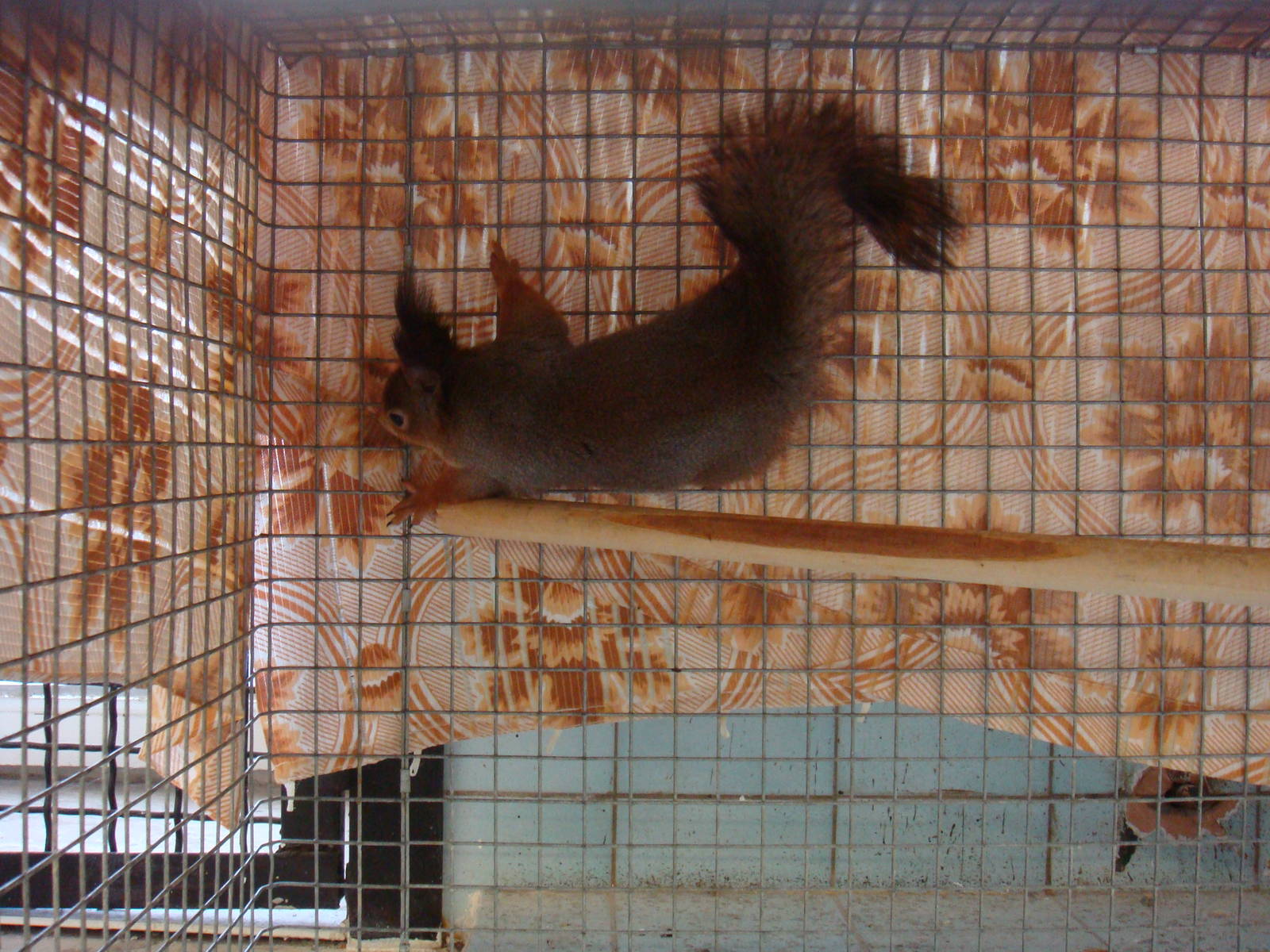 Eurasian red squirrel