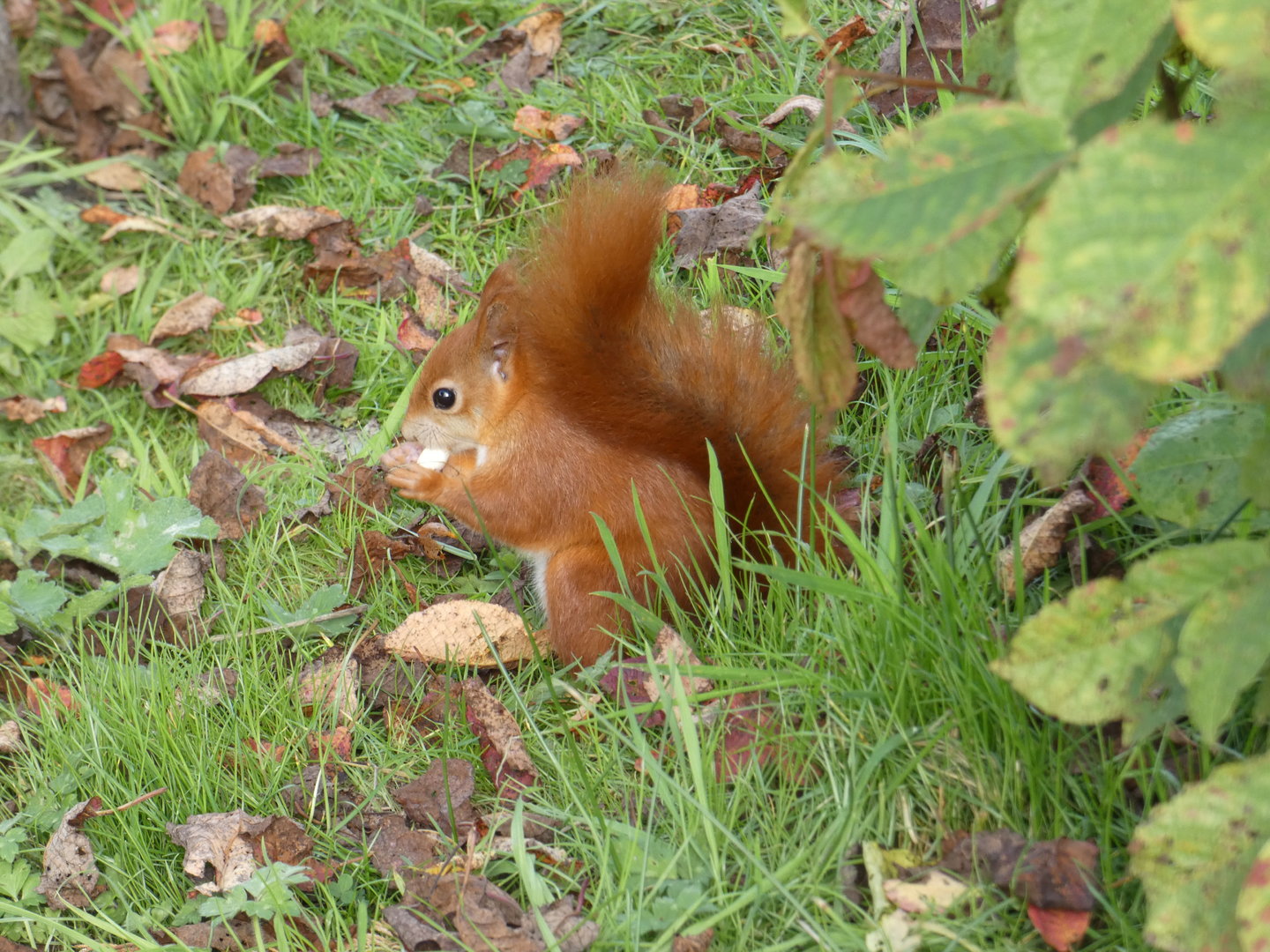 Eurasian red squirrel