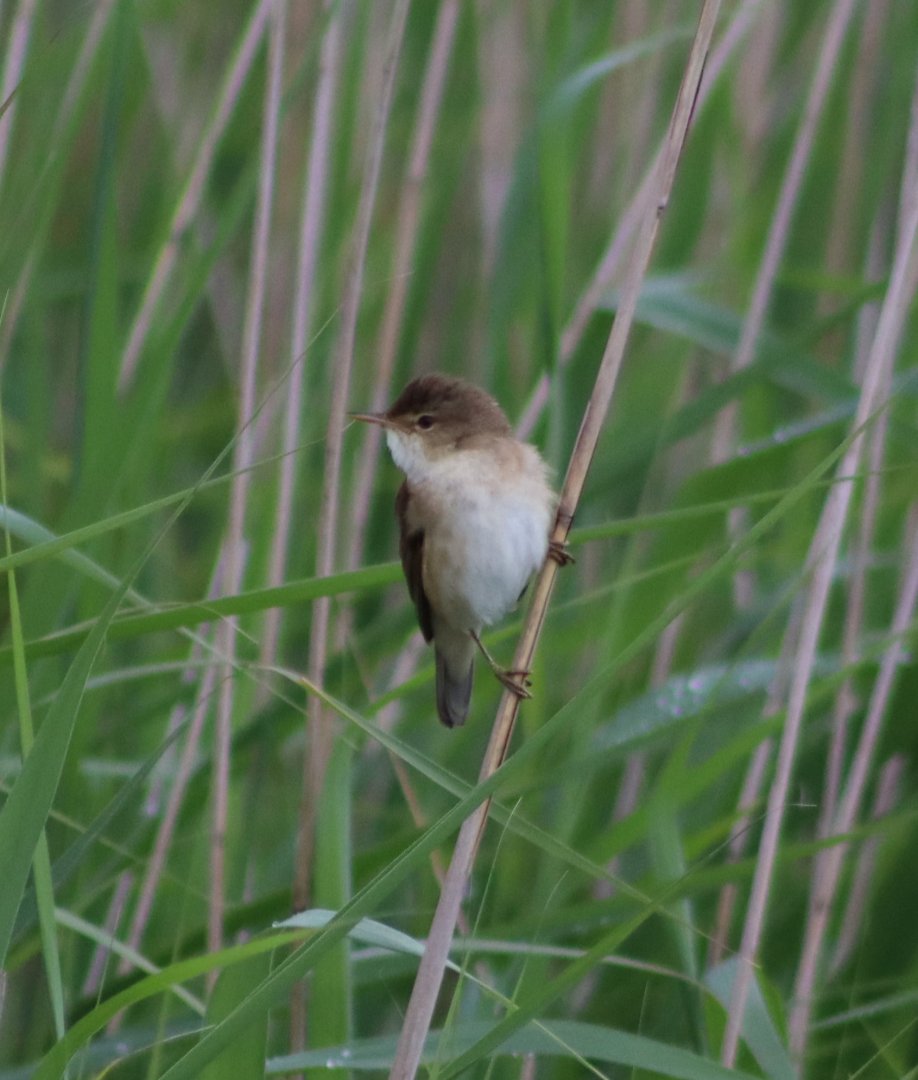 Eurasian reed warbler - 29 June 2021, RSPB Minsmere