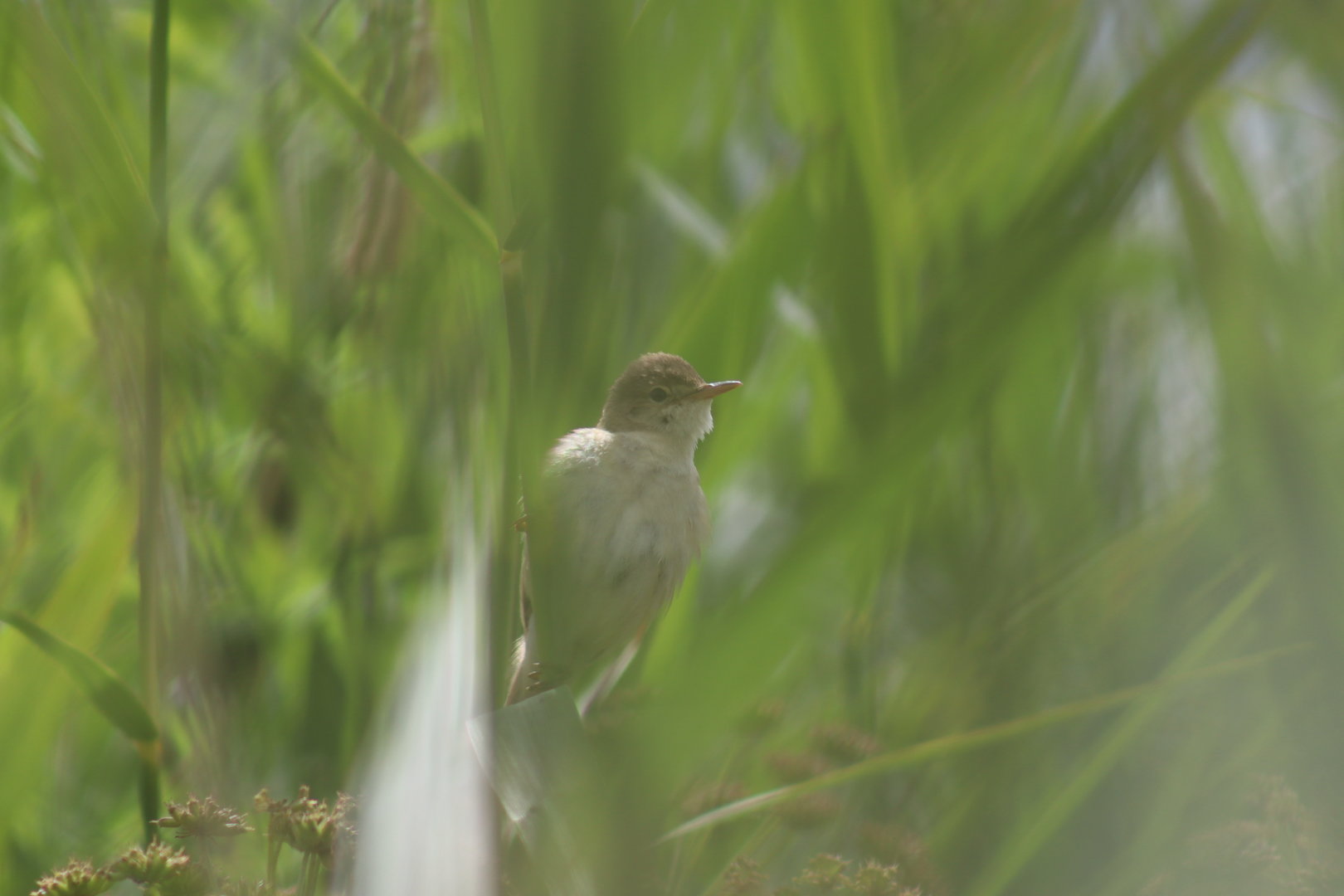 Eurasian Reed Warbler
