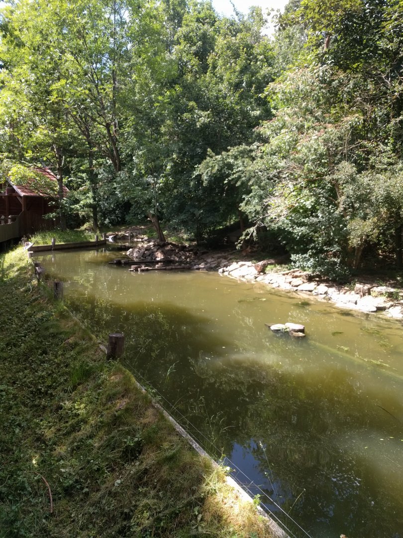 Eurasian River Otter Enclosure