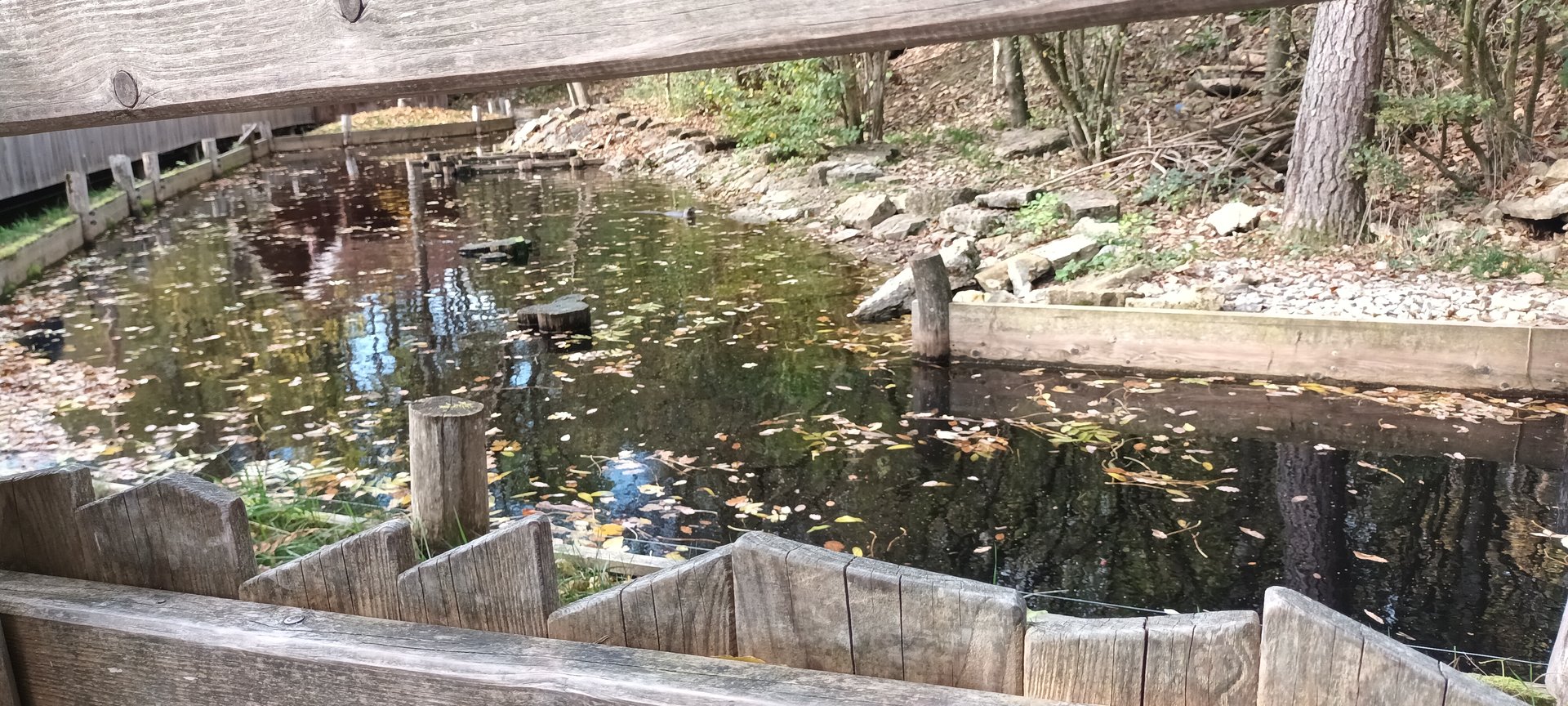 Eurasian river Otter Enclosure