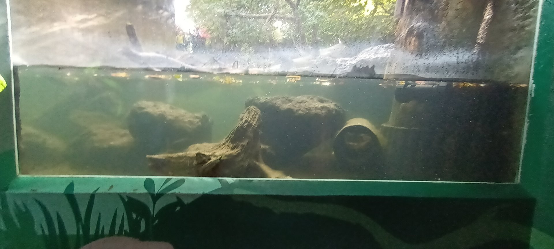Eurasian river Otter underwater viewing Window