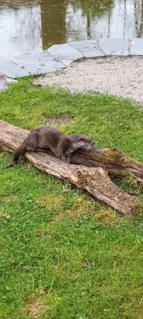 Eurasian River Otter