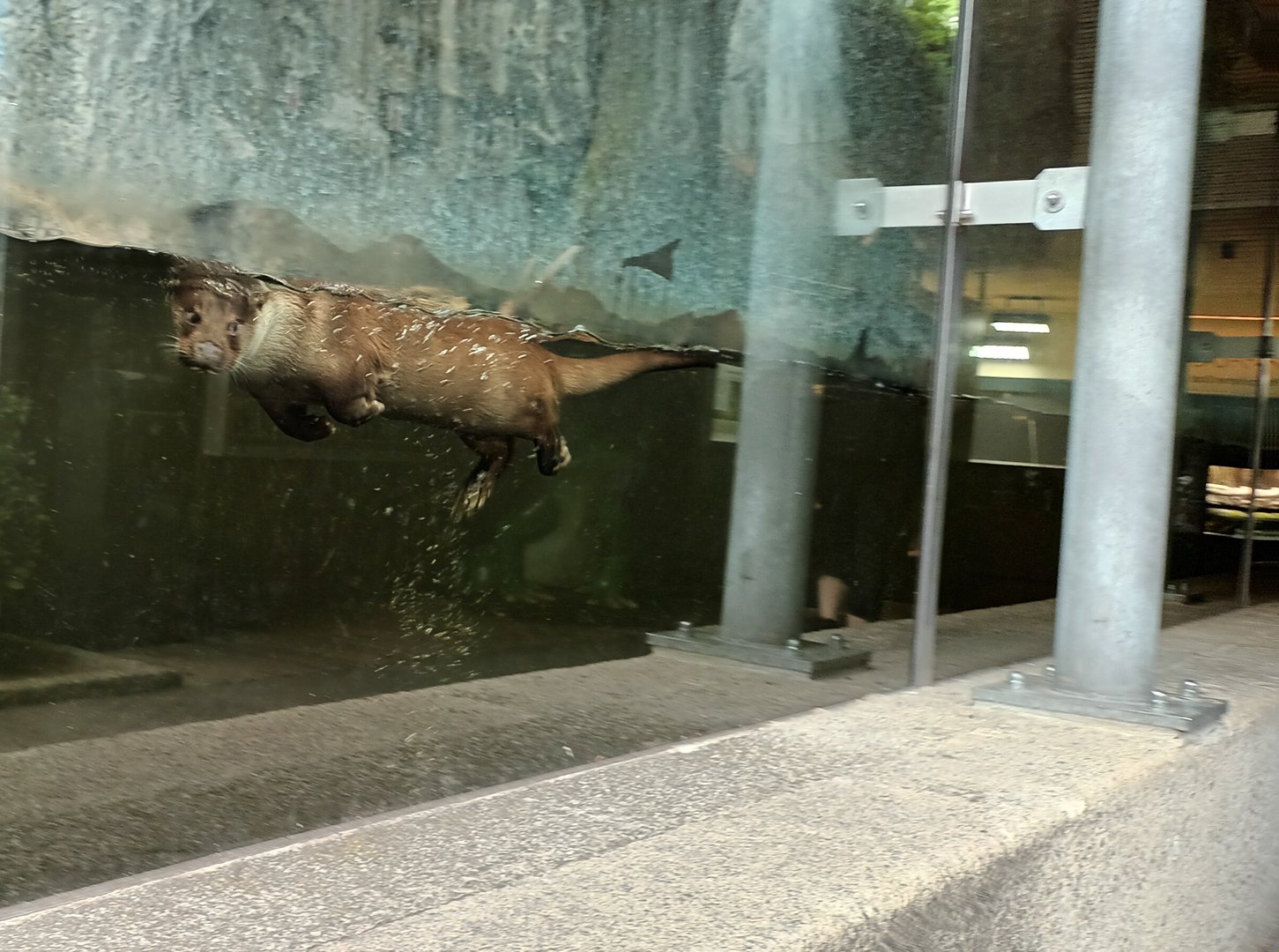 Eurasian River Otter