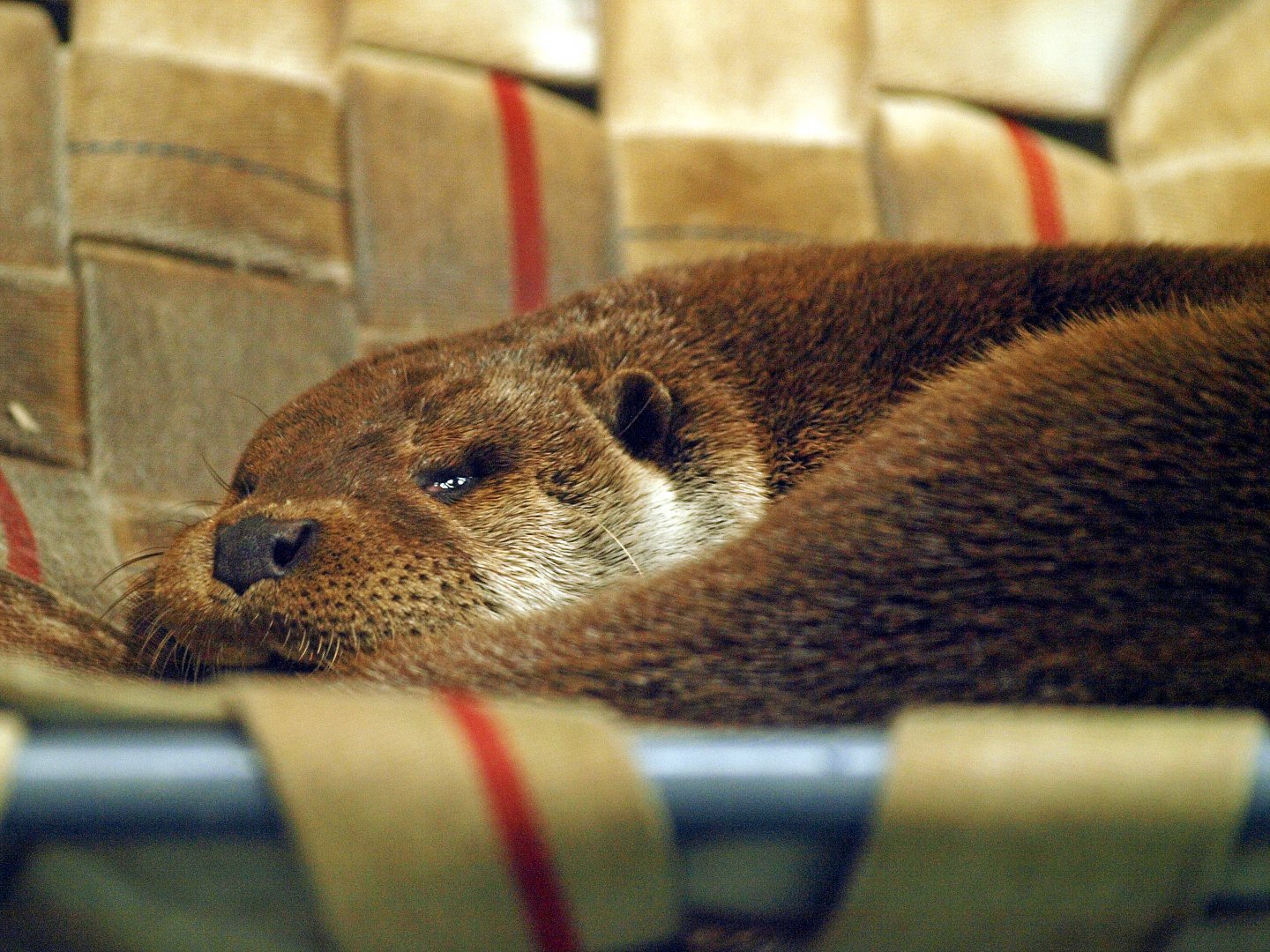 Eurasian river otter