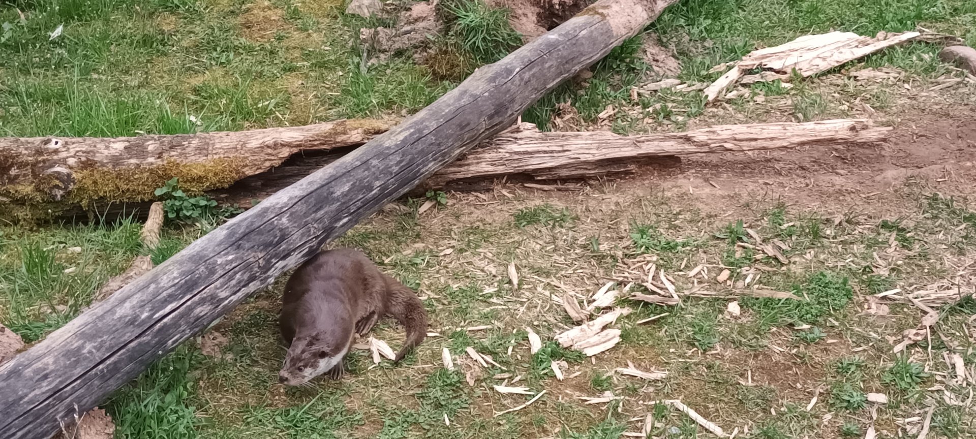 Eurasian river Otter