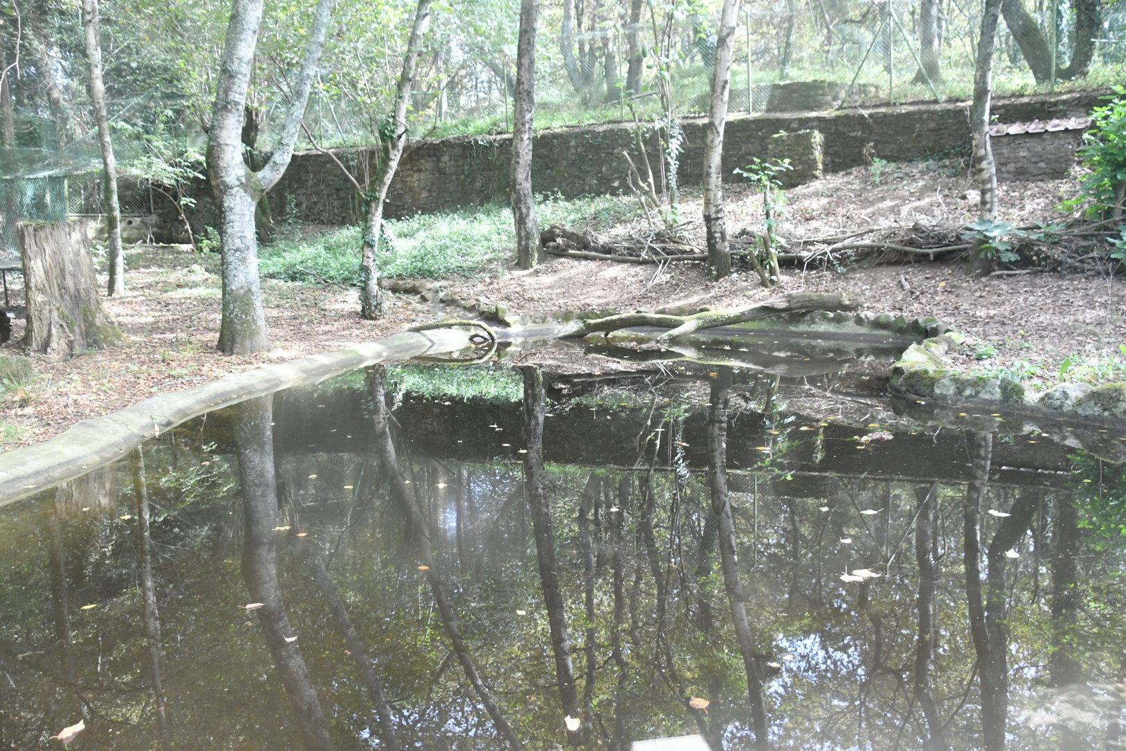 Eurasian River Otters exhibit