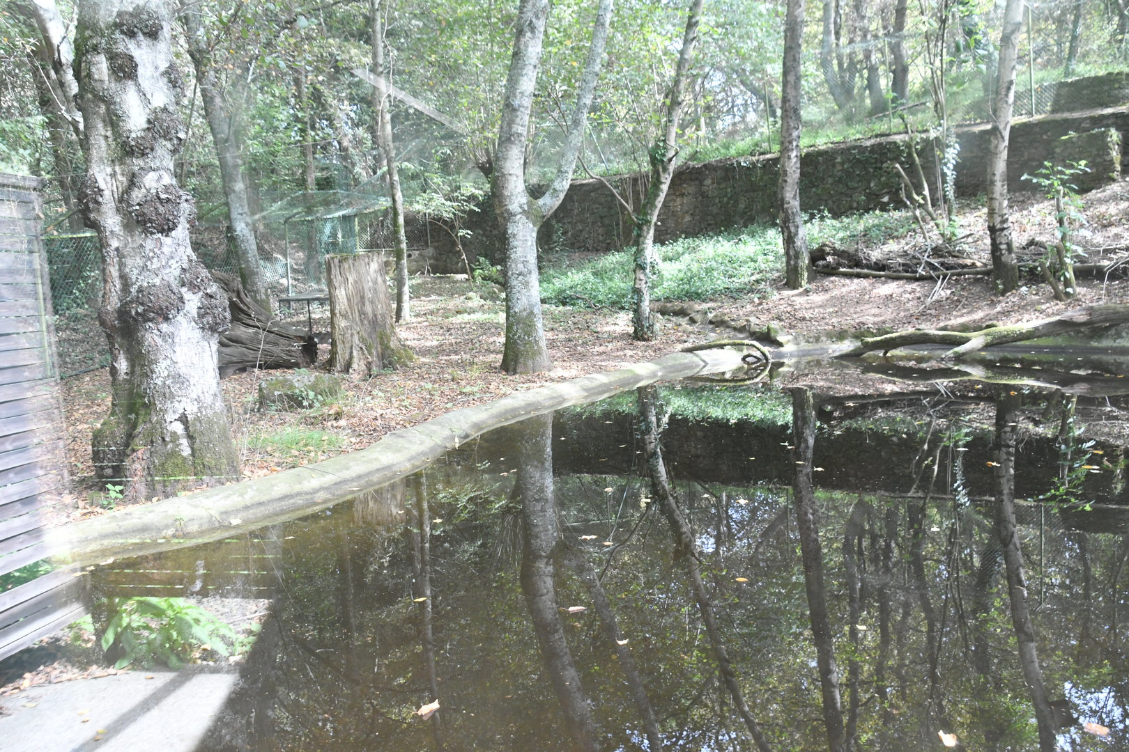 Eurasian River Otters exhibit