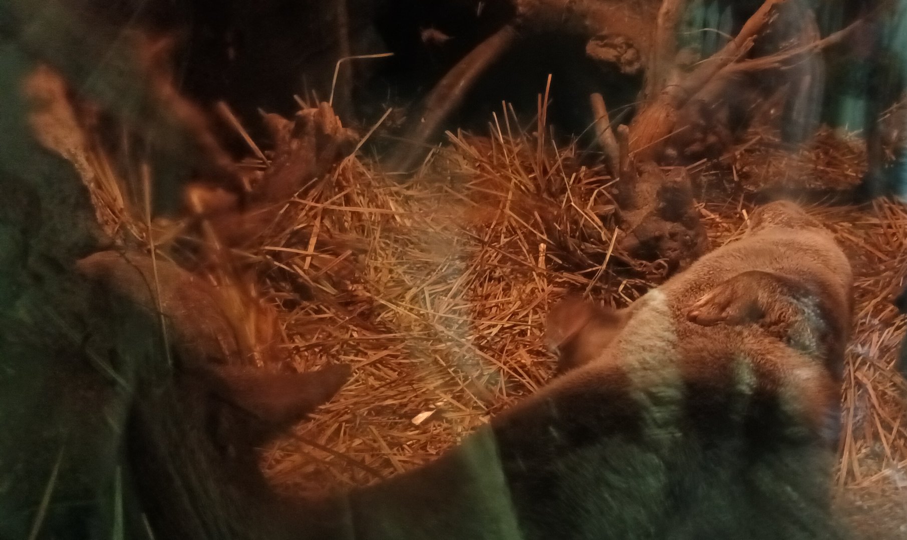 Eurasian river Otters