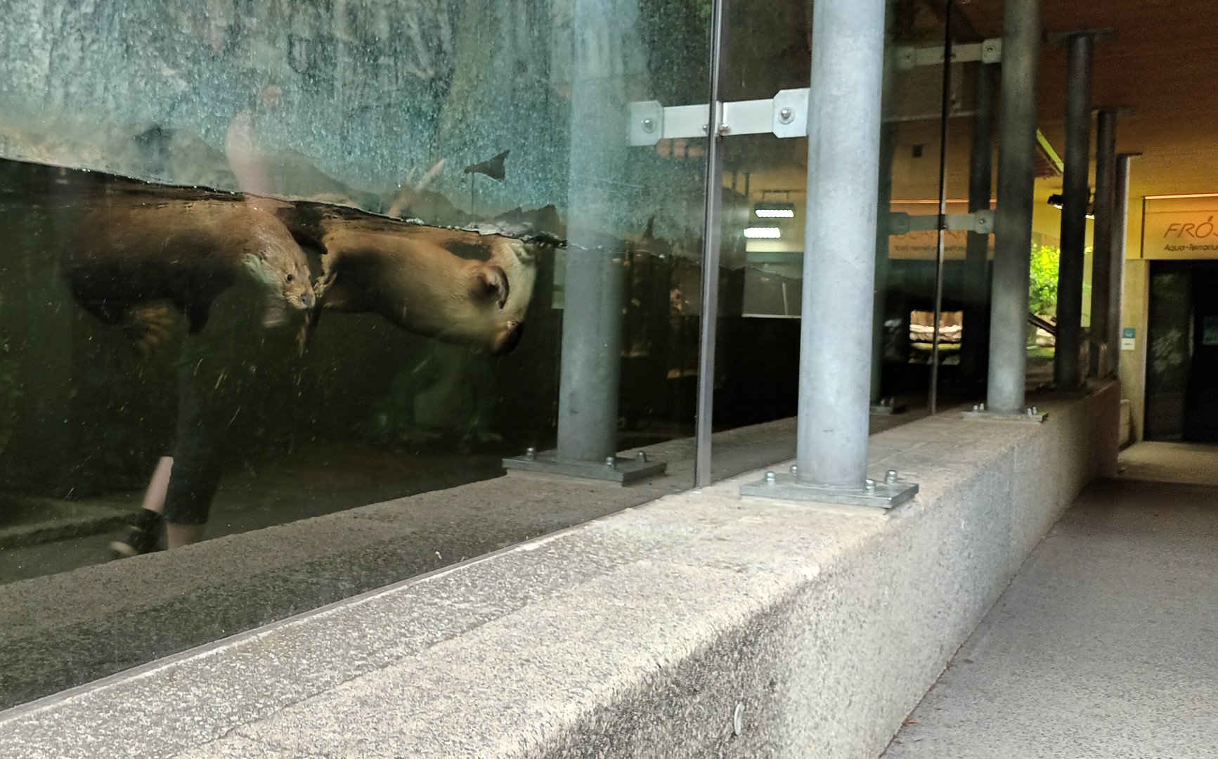 Eurasian River Otters