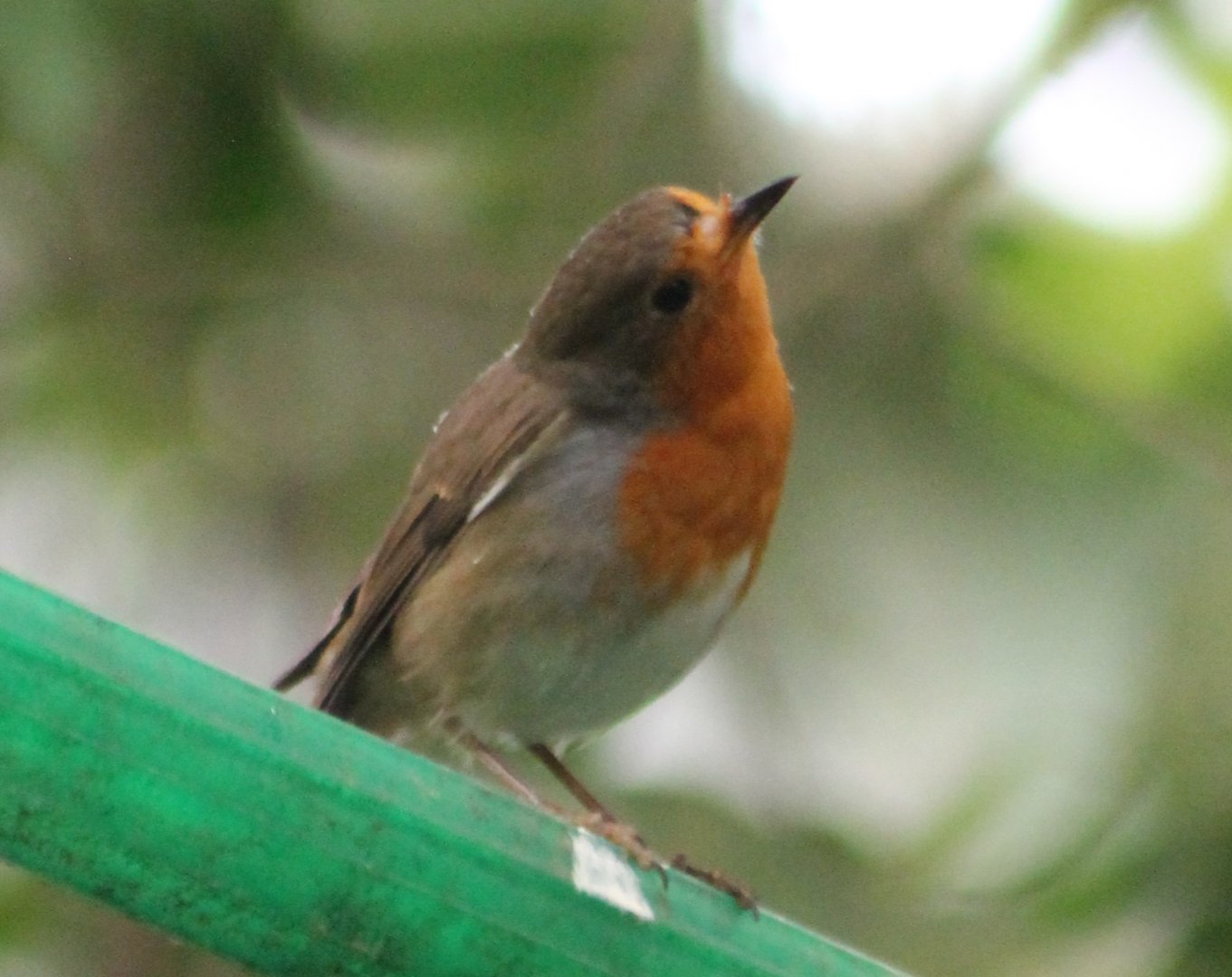 Eurasian robin