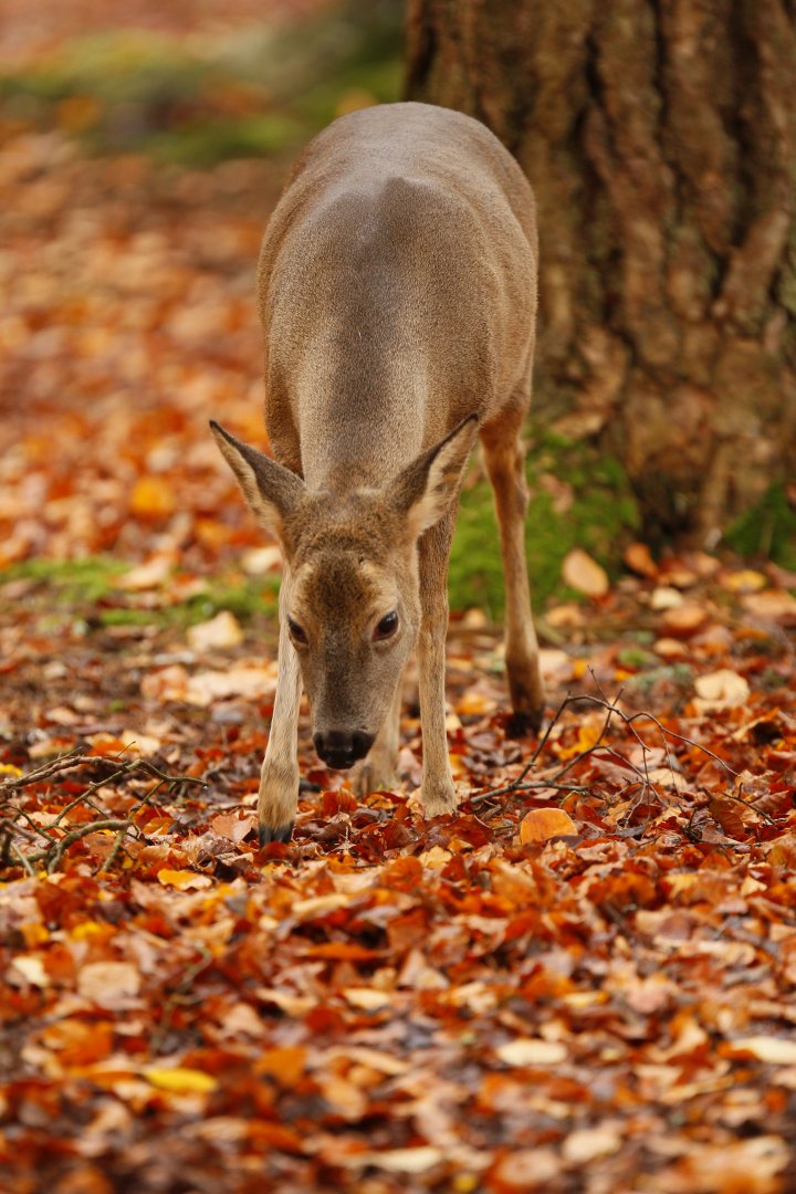 Eurasian Roe Deer