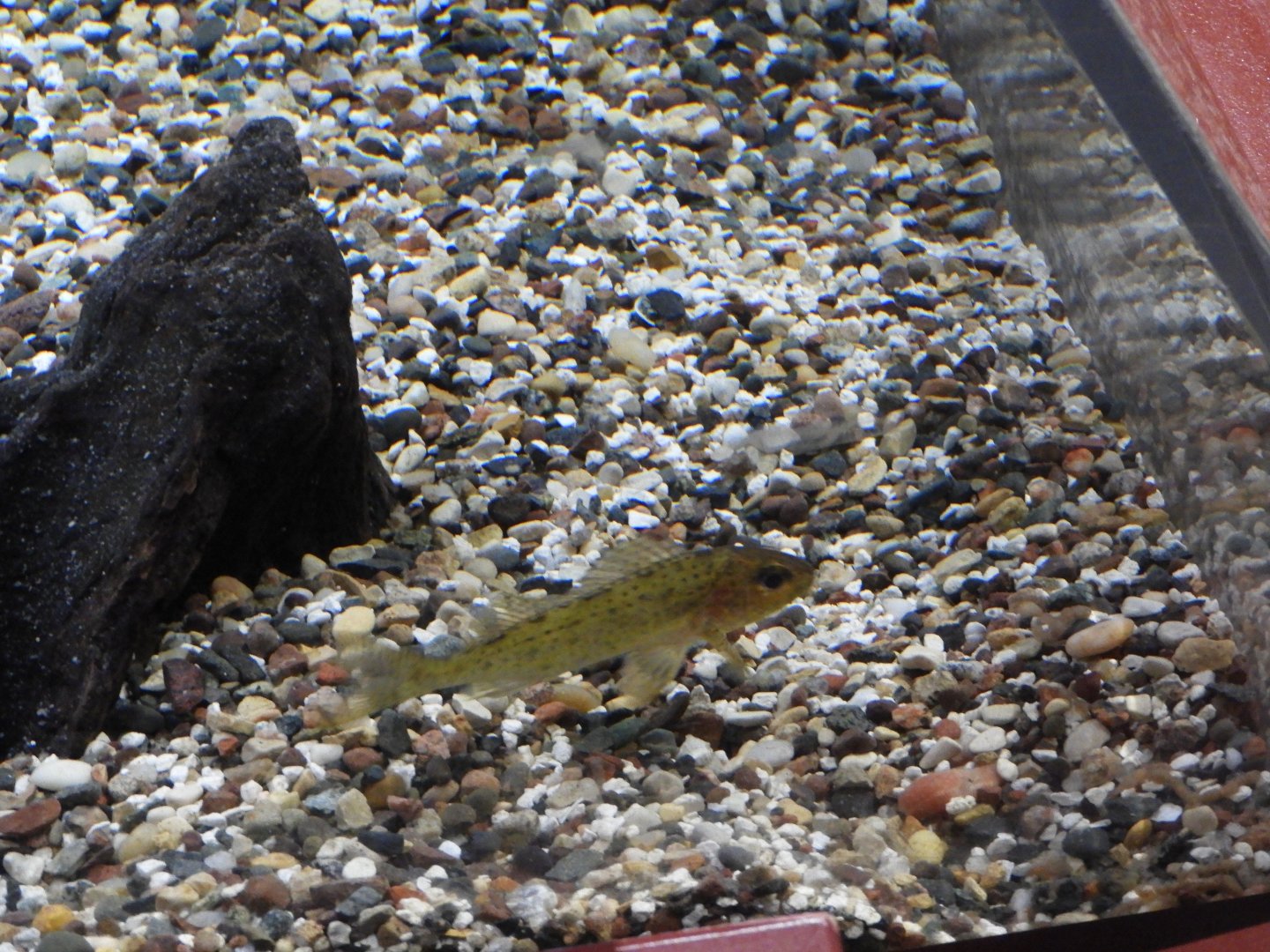 Eurasian Ruffe (Gymnocephalus cernua)