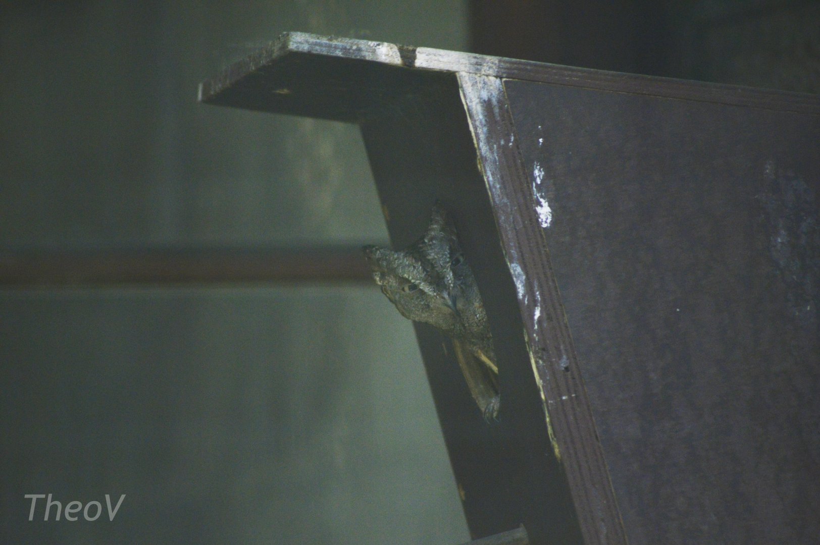 Eurasian scops owl [2018]