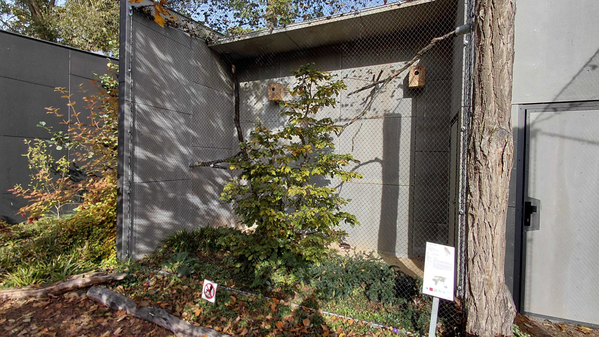 Eurasian scops owl exhibit