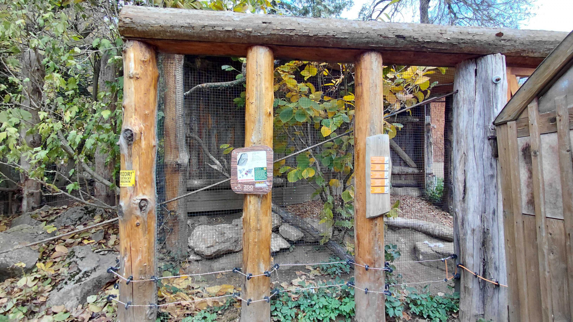Eurasian scops owl exhibit