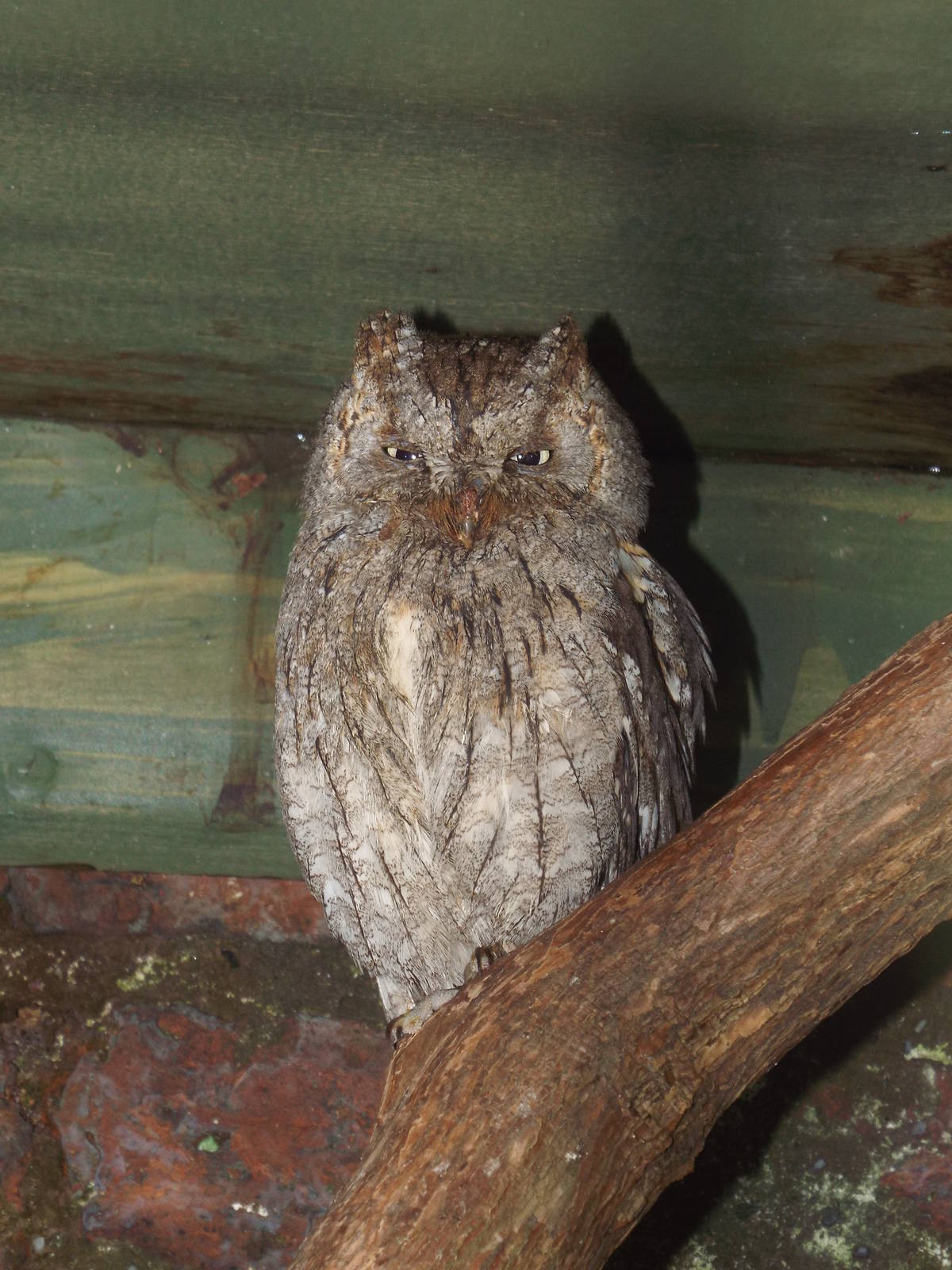 Eurasian Scops-owl (Otus scops) at Scottish Owl Centre - May 6th 2015
