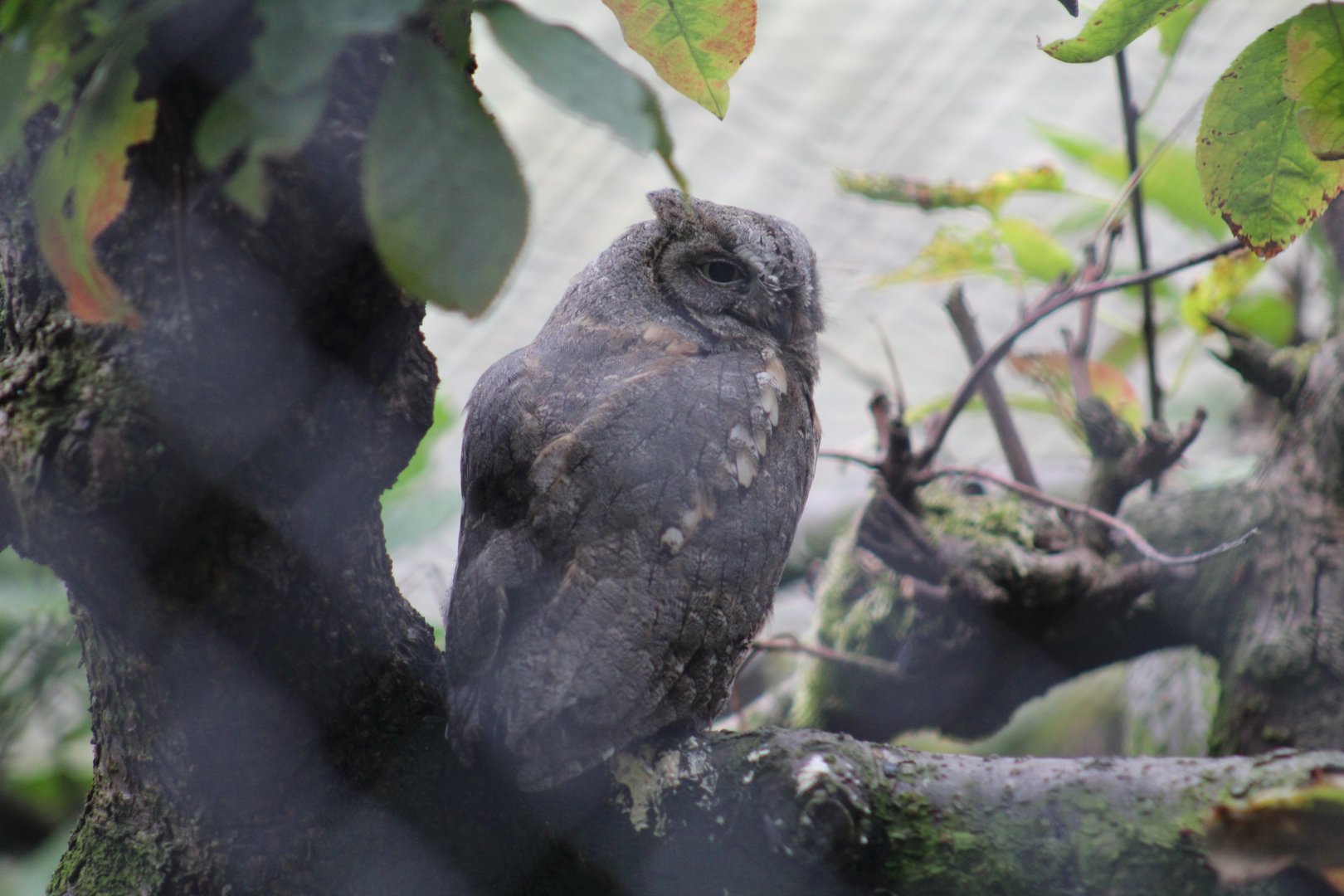 Eurasian Scops Owl