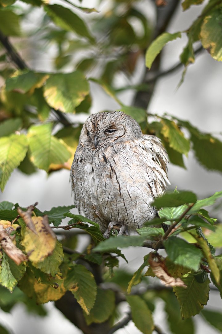 Eurasian scops owl