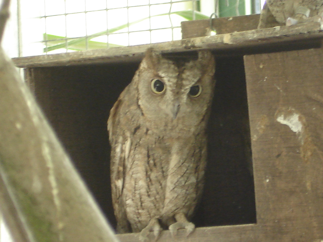 Eurasian Scops-owl