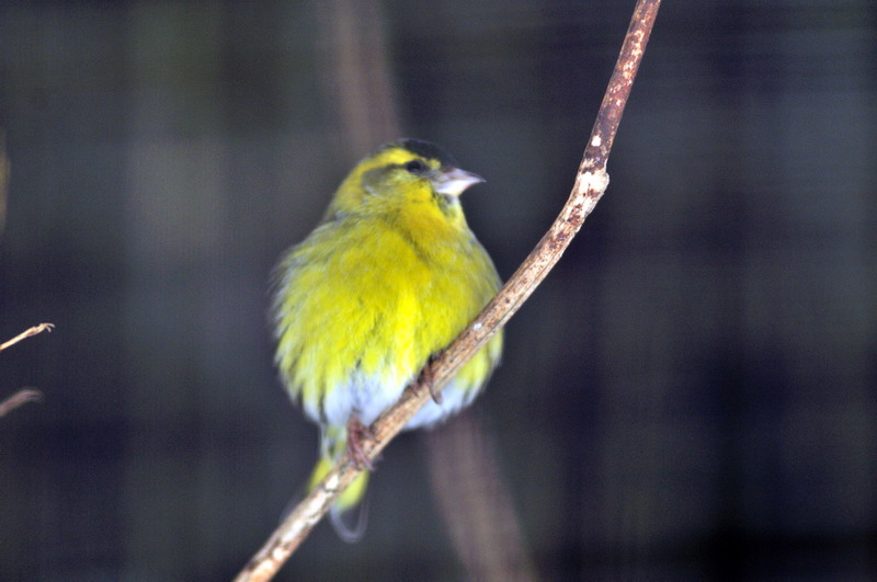 Eurasian Siskin at Wildpark Neuhaus