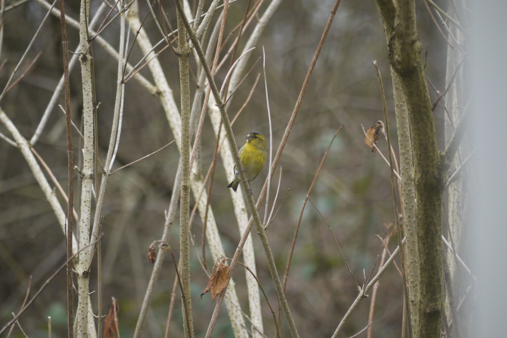 Eurasian Siskin