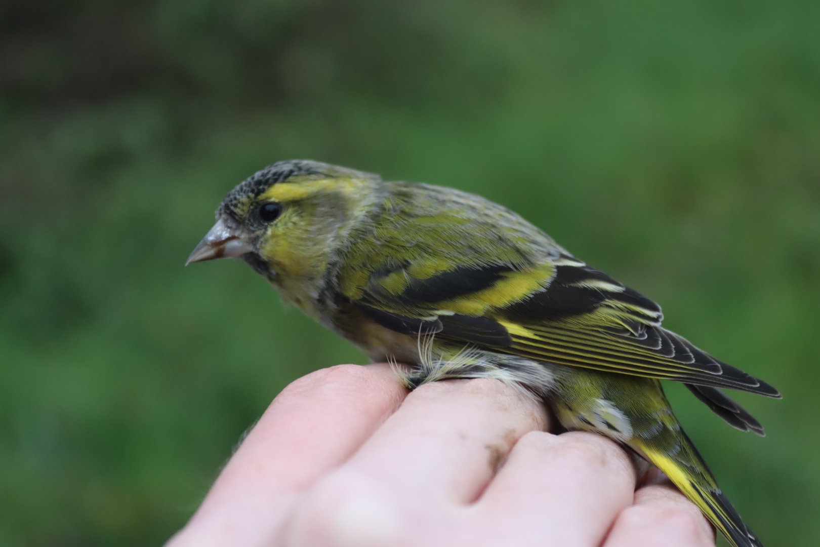 Eurasian siskin