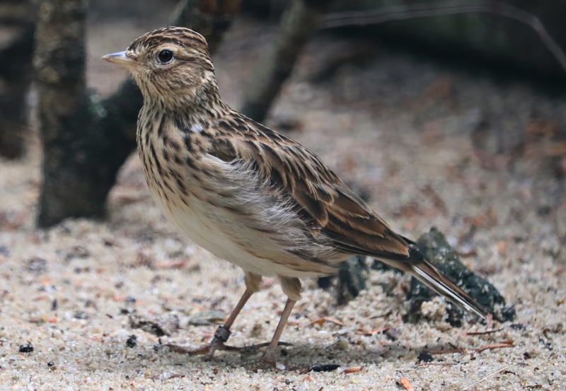 Eurasian skylark (Alauda arvensis)