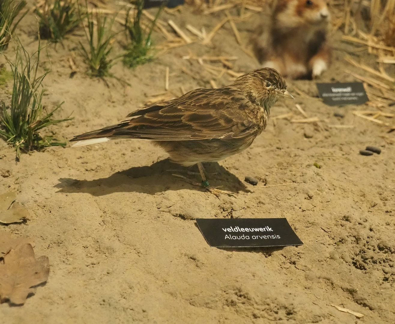 Eurasian skylark specimen, 2022-08-20